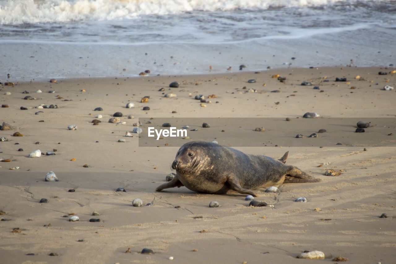 Grey seals halichoerus grypus on a beach in norfolk, uk