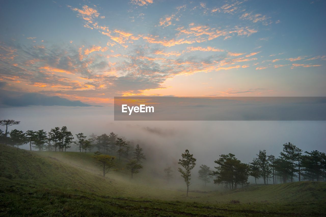 Trees on field against sky during sunset