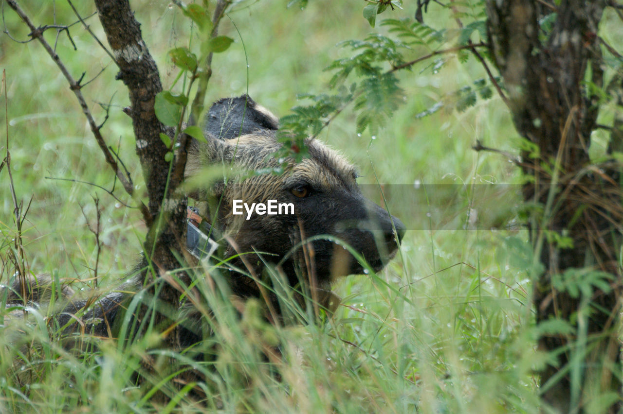 animal, animal themes, animal wildlife, mammal, plant, wildlife, one animal, tree, nature, no people, grass, outdoors, land, day, forest, bear, selective focus, green, safari