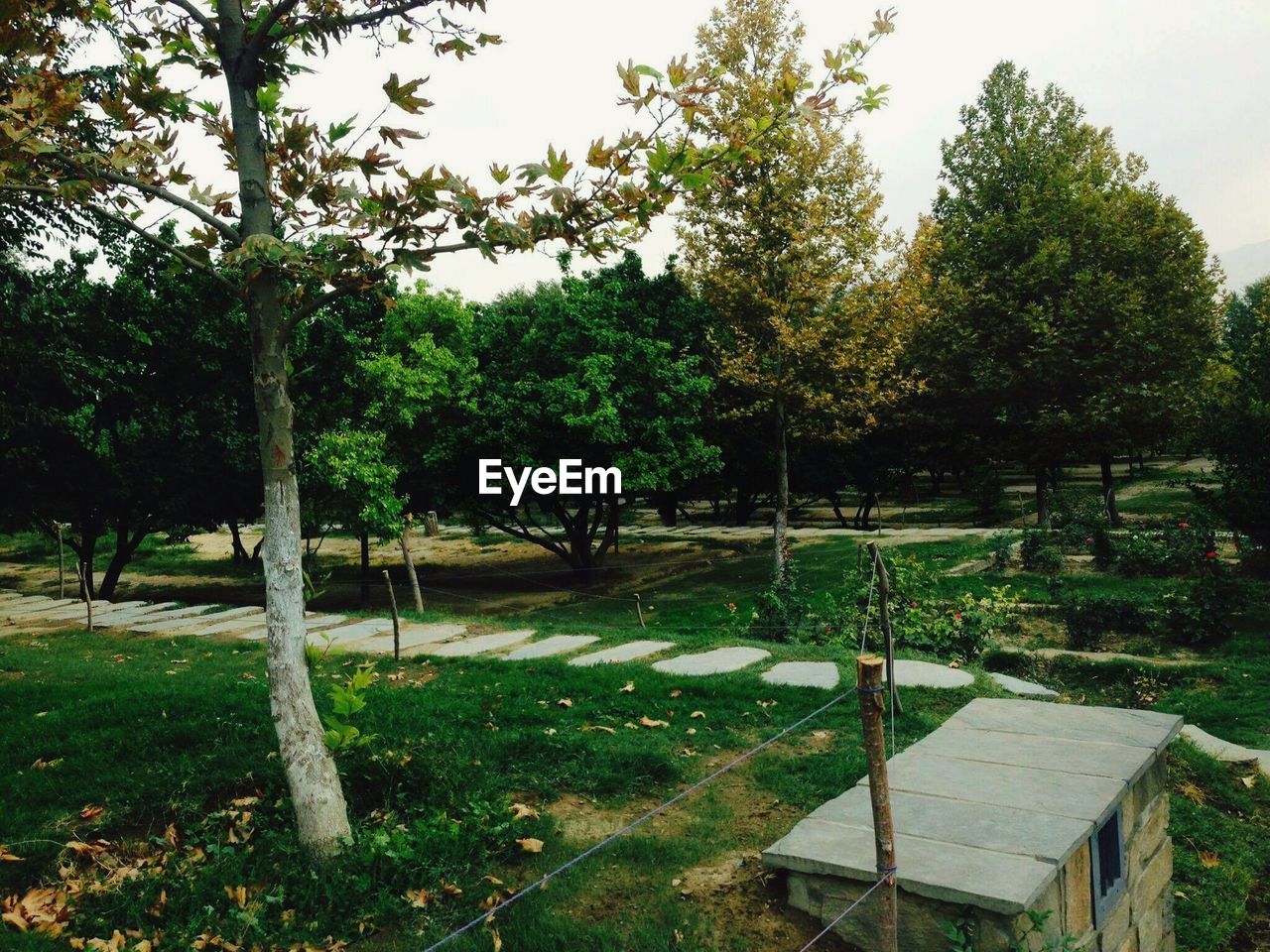 VIEW OF TREES IN PARK