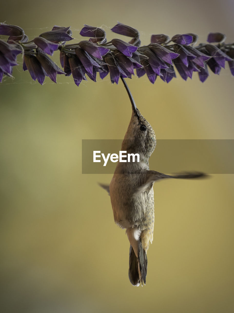 Oasis hummingbird feeding 