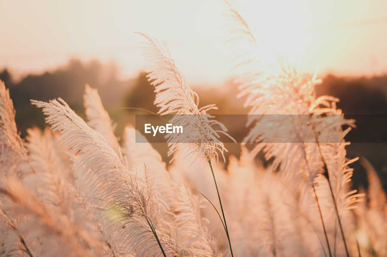 Close-up of stalks in field against sky at sunset