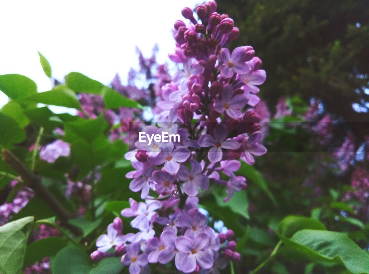 CLOSE-UP OF PURPLE FLOWER