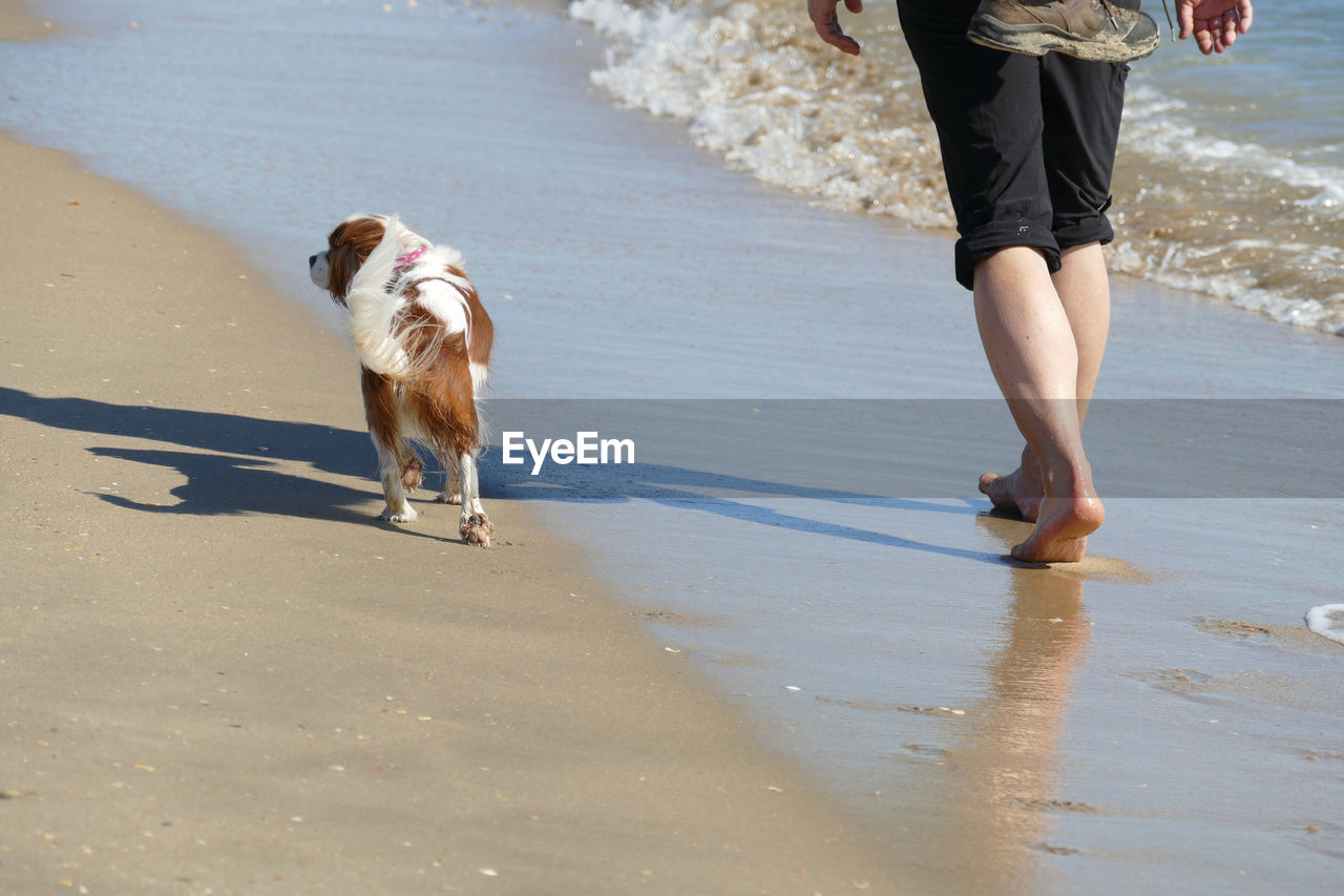 Rear view of a small dog and human walking along the beach