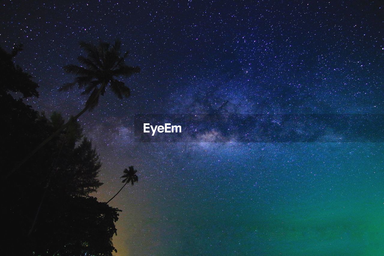 Low angle view of trees against sky at night