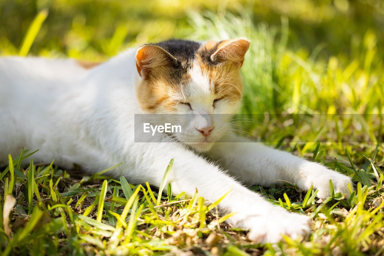 animal themes, animal, mammal, grass, pet, cat, one animal, domestic animals, feline, domestic cat, whiskers, plant, felidae, relaxation, small to medium-sized cats, lying down, no people, nature, cute, green, portrait, resting, animal body part, kitten, selective focus, young animal, outdoors, field, land