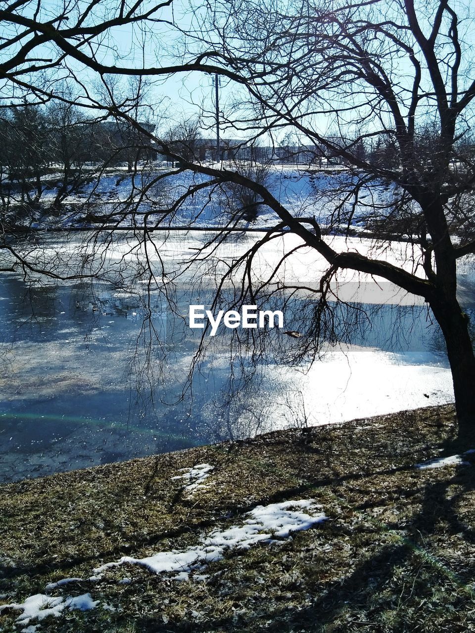 BARE TREE IN LAKE AGAINST SKY