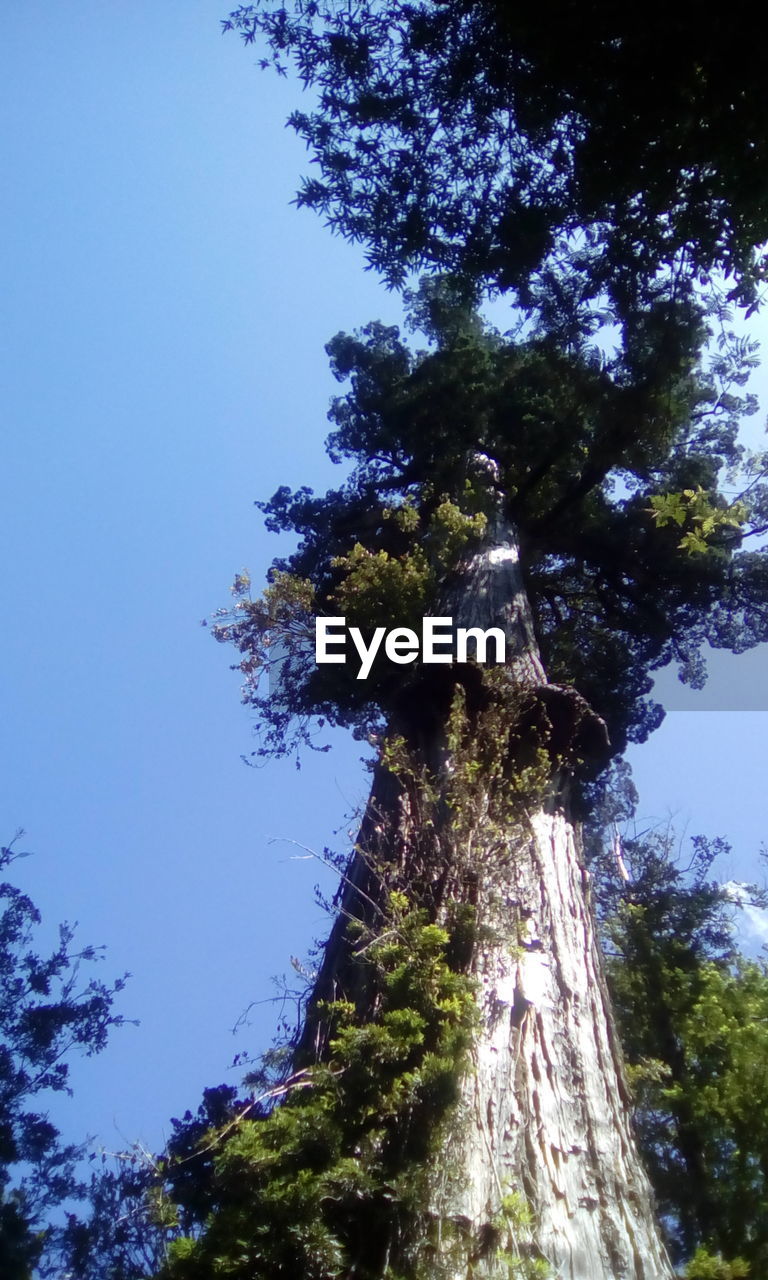 LOW ANGLE VIEW OF TREE AGAINST THE SKY