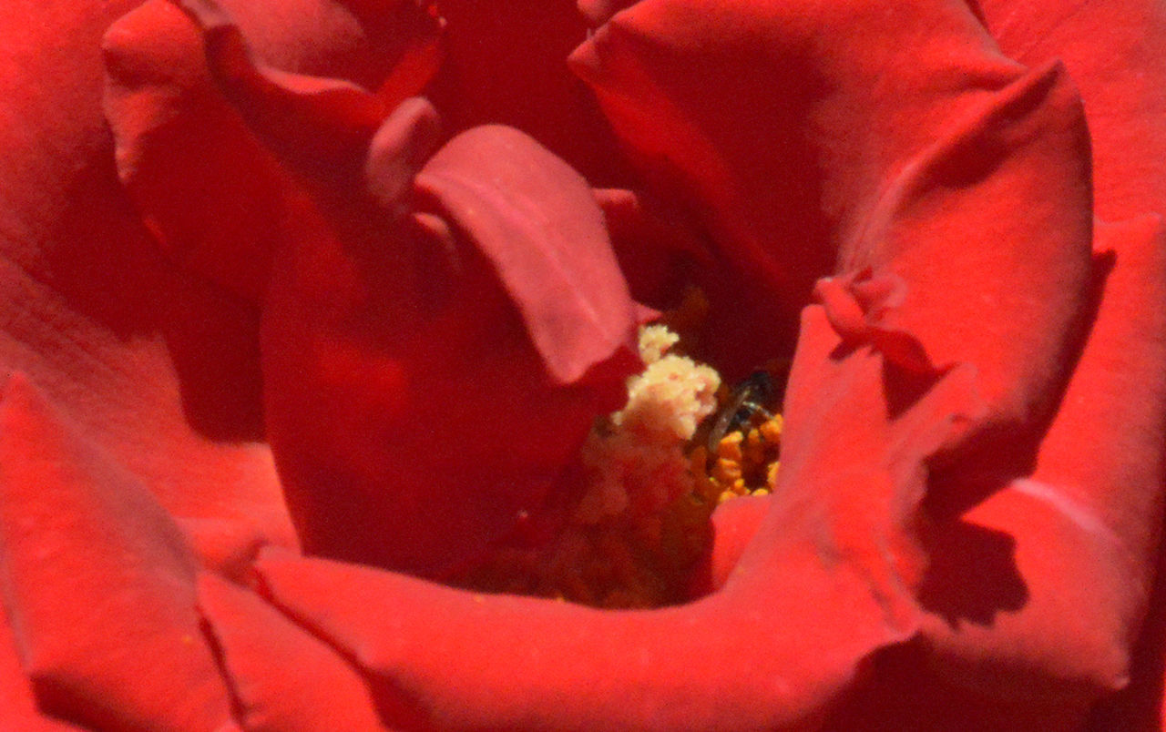 CLOSE-UP OF RED ROSES