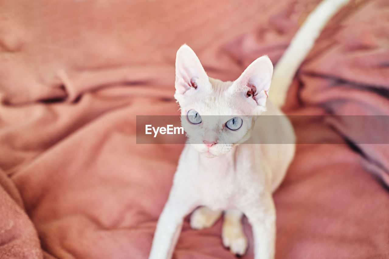 Portrait of a sphynx devon rex cat with bare eyes.