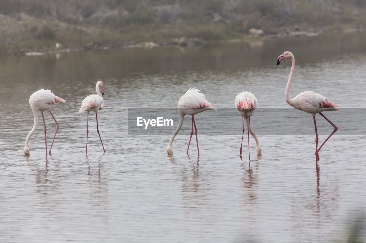 VIEW OF BIRDS IN WATER