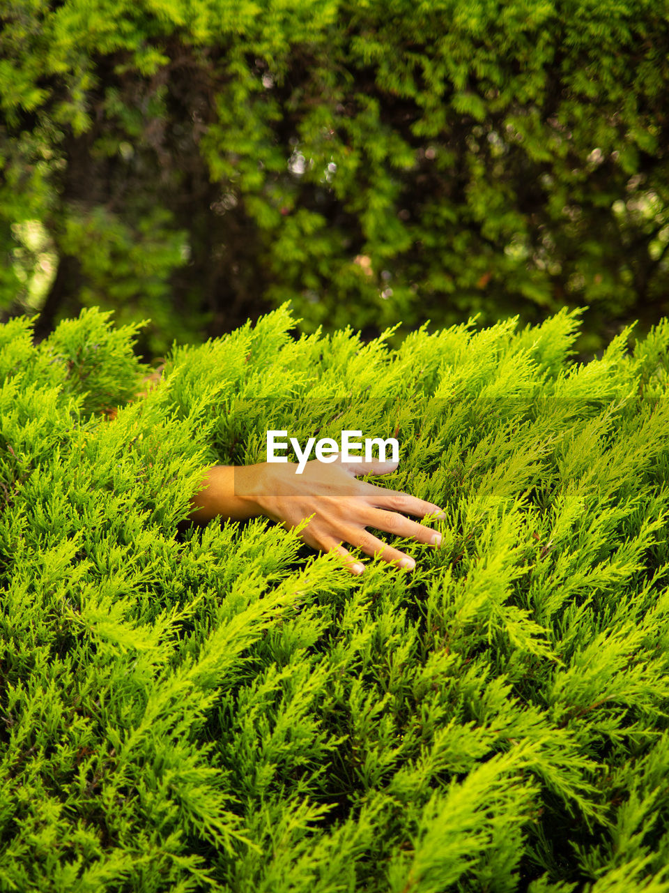 Close-up of hand amidst plants 