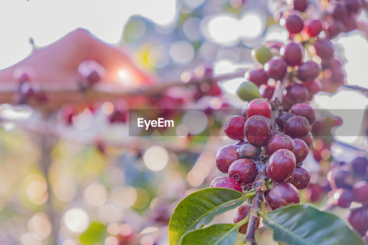 CLOSE-UP OF FRUITS ON TREE