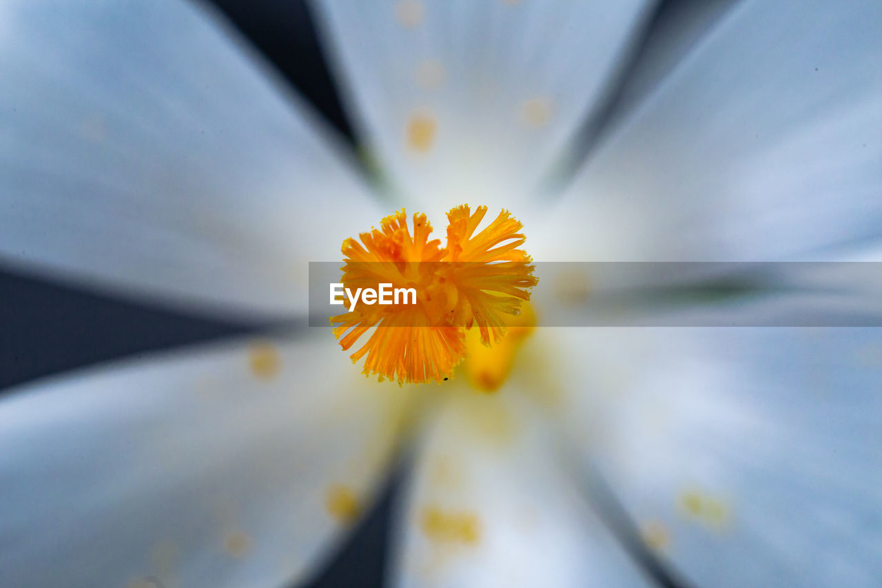 Close-up of yellow water lily