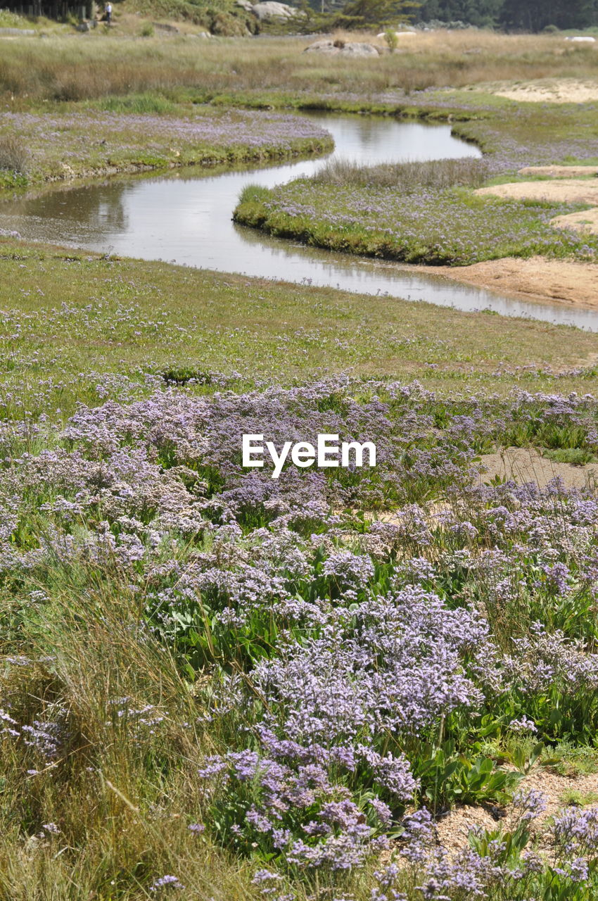 HIGH ANGLE VIEW OF FLOWERING PLANTS ON LAND BY WATER