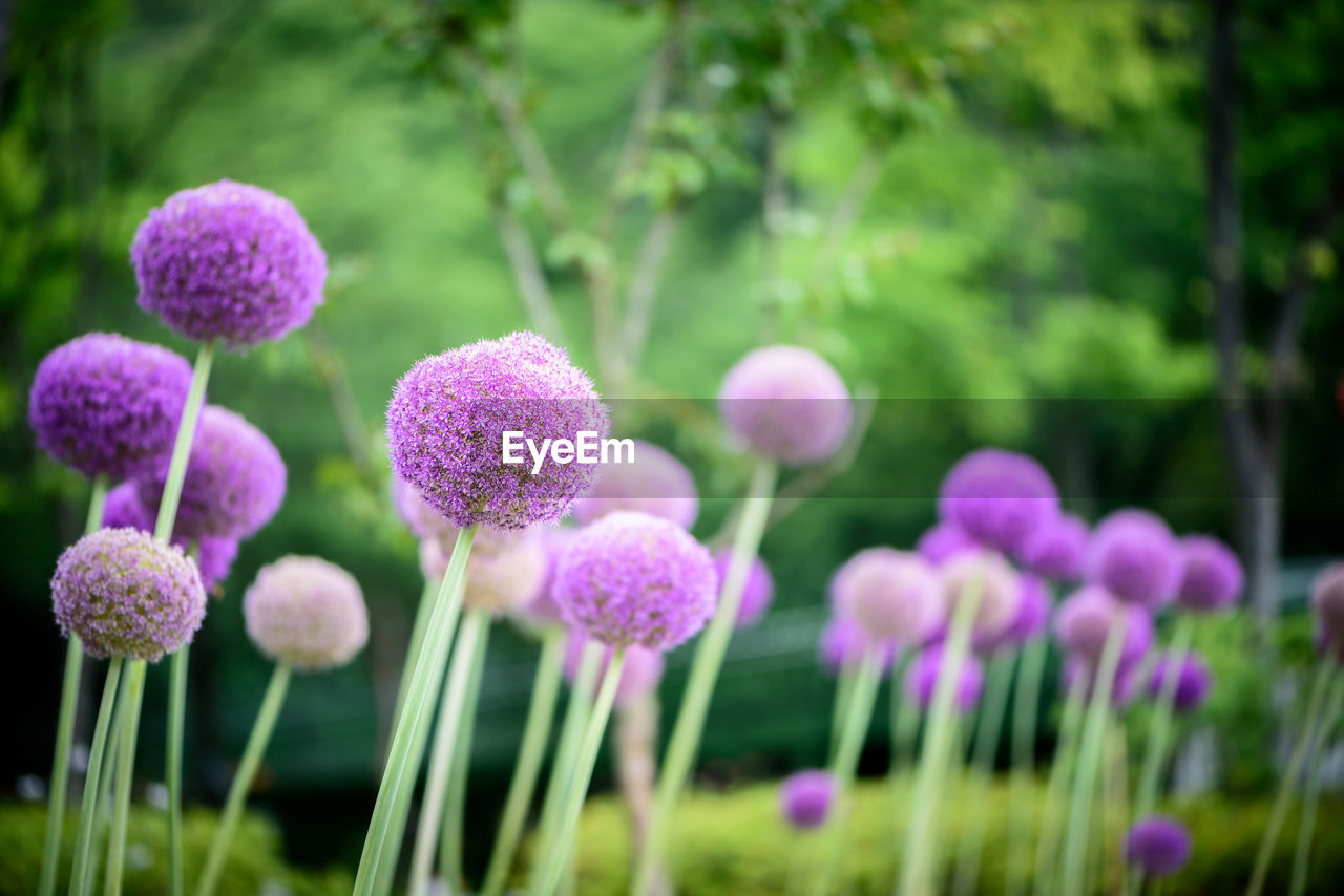 Allium giganteums growing in park