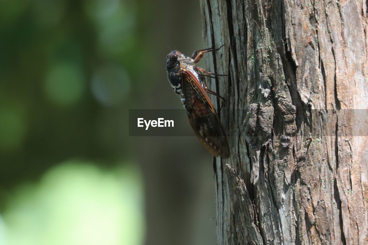 animal themes, animal wildlife, animal, wildlife, one animal, tree trunk, trunk, tree, nature, close-up, focus on foreground, insect, plant, no people, branch, macro photography, day, outdoors, green, bird, wood, leaf, plant bark, perching, selective focus