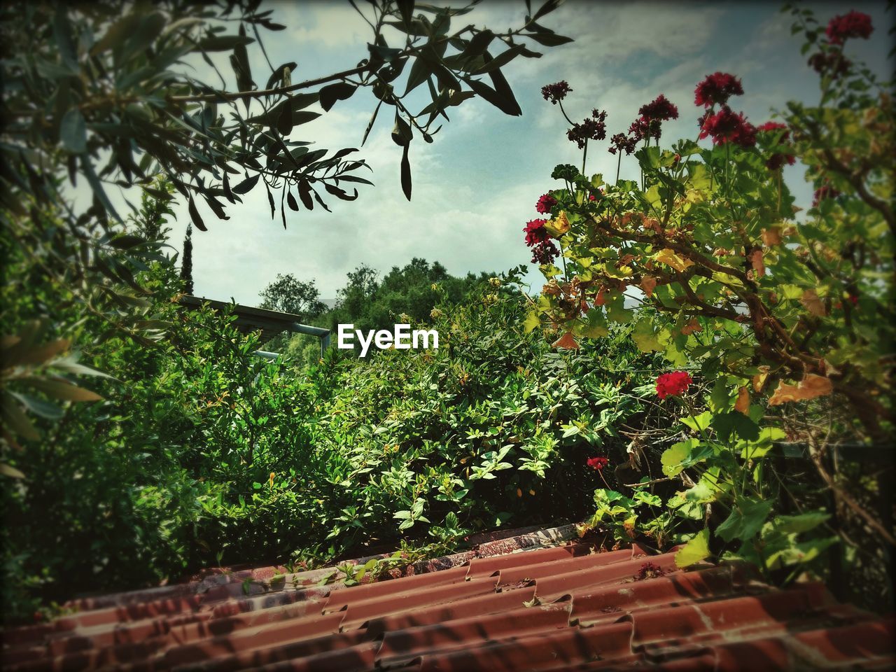 VIEW OF TREES AGAINST SKY