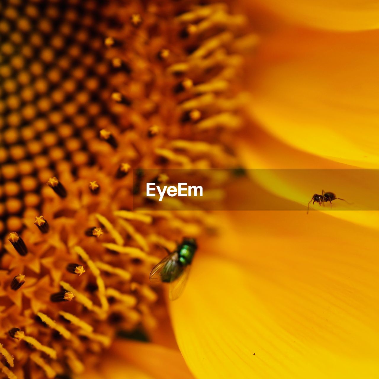 CLOSE-UP OF BEE POLLINATING FLOWER