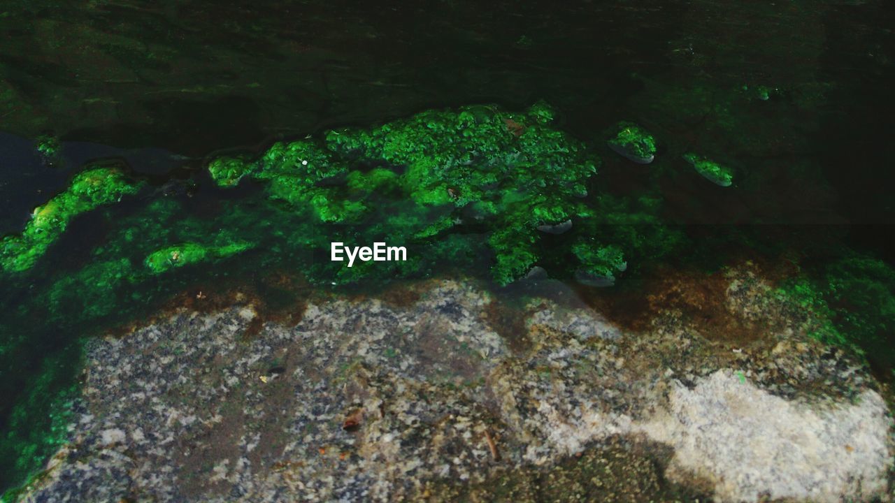 HIGH ANGLE VIEW OF PLANTS GROWING ON ROCKS