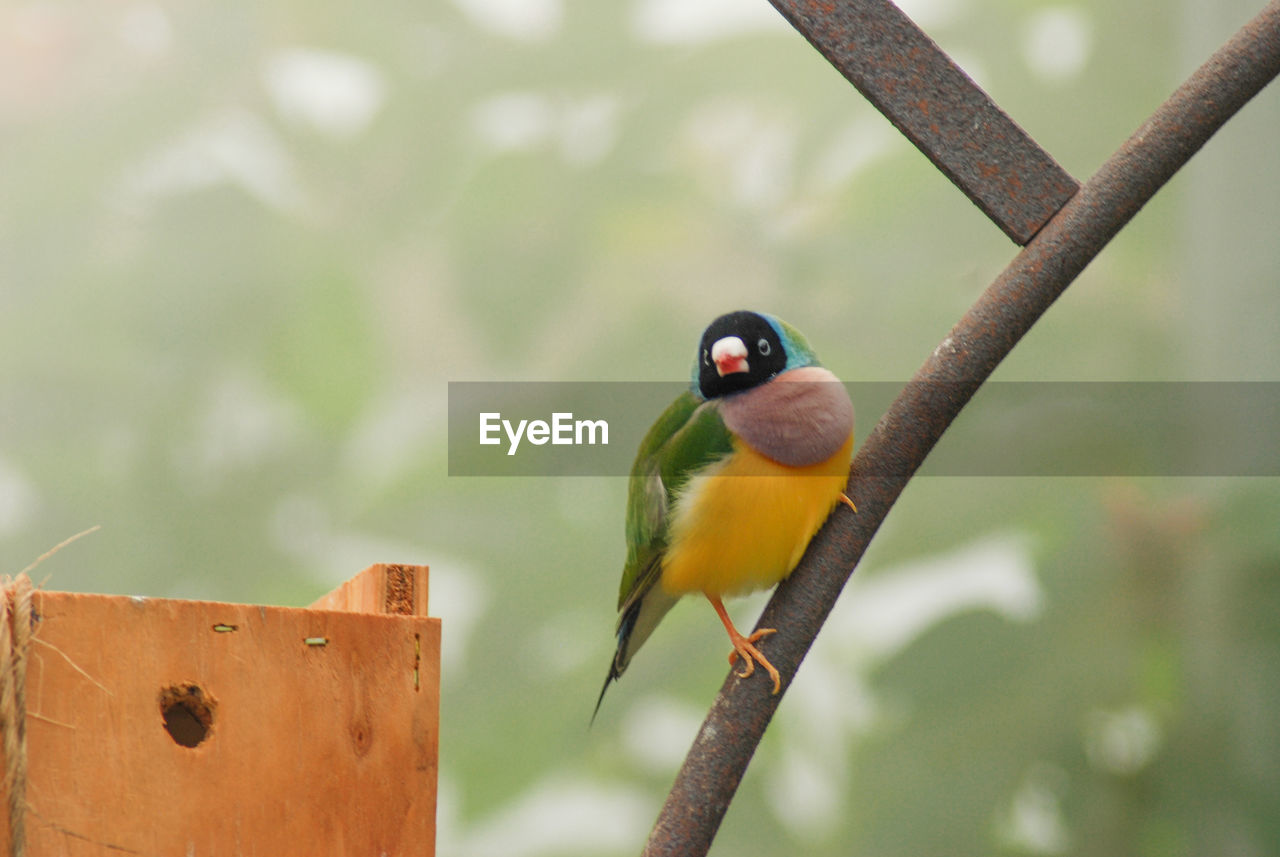 BIRD PERCHING ON BRANCH
