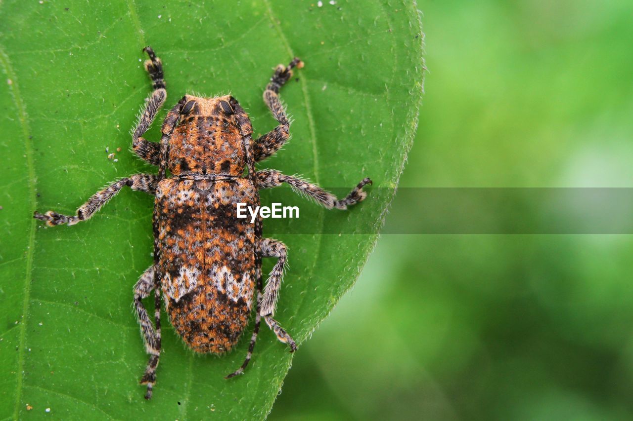 Close-up of insect on leaf