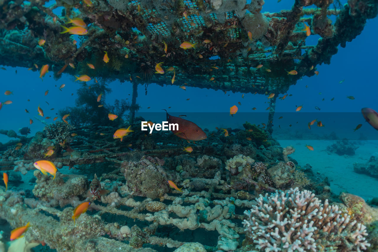 Fish swim in the red sea, colorful fish, eilat israel