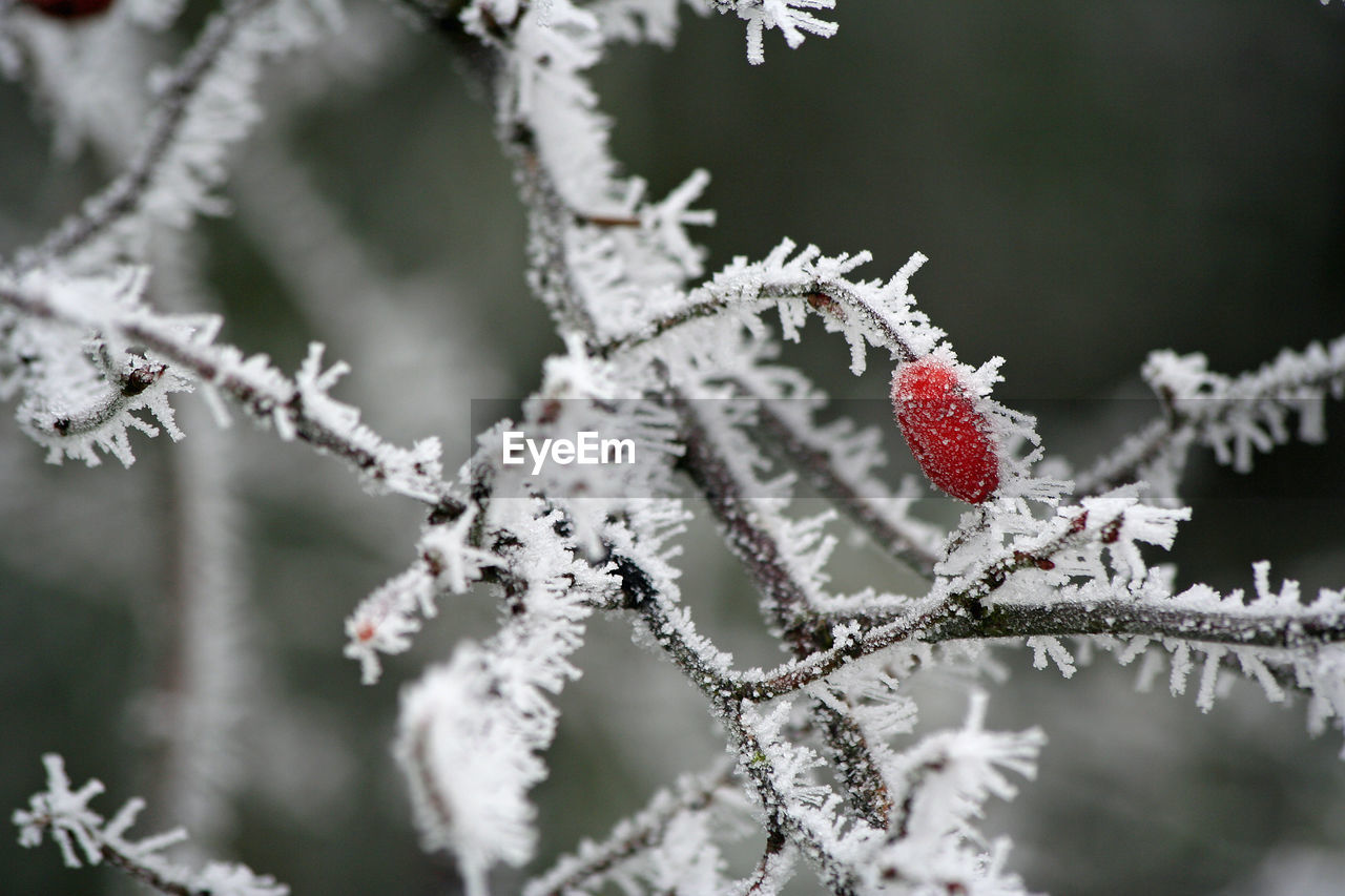 Close-up of frozen plant