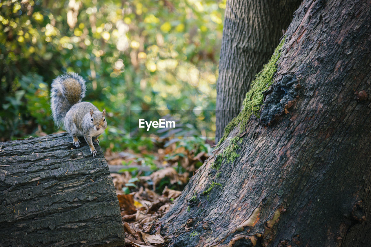 Small squirrel on tree trunk