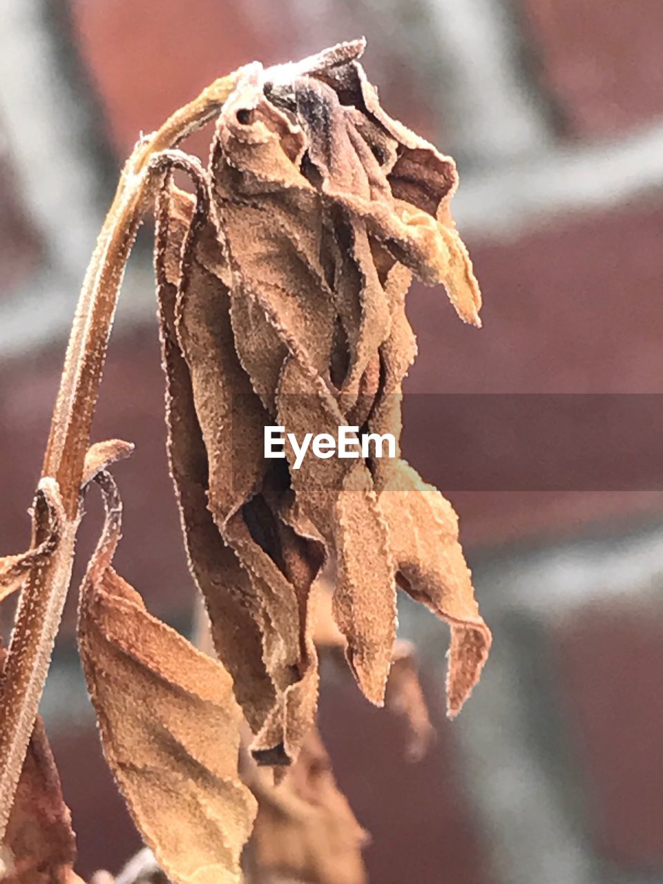 CLOSE-UP OF DRY PLANTS