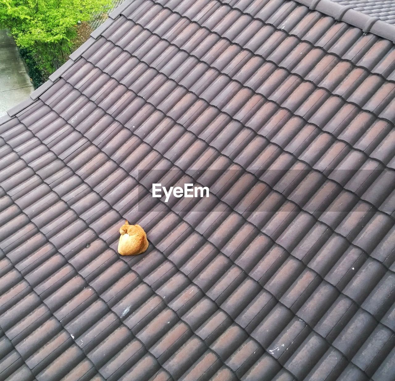 CLOSE-UP OF FLOWERS ON ROOF AGAINST BUILDING