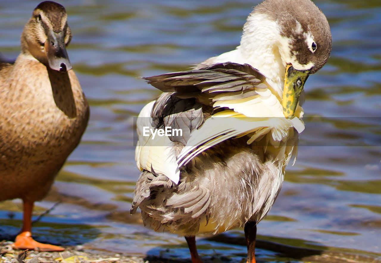 CLOSE-UP OF DUCKS ON LAKE