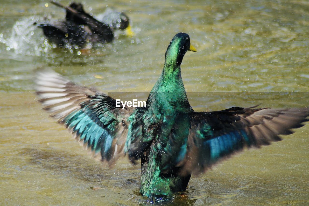 Close-up of birds flying over lake