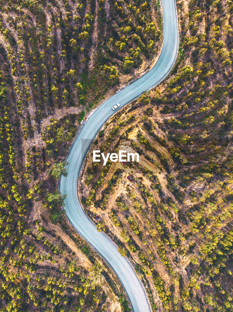 Aerial view of road amidst trees at forest