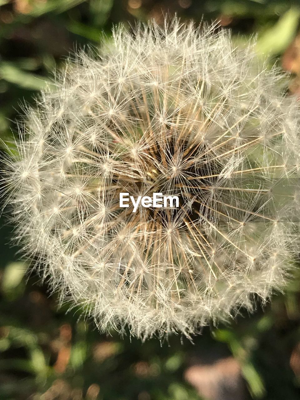 CLOSE-UP OF DANDELION OUTDOORS