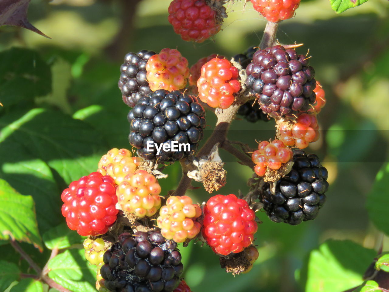 CLOSE-UP OF STRAWBERRIES GROWING IN FARM