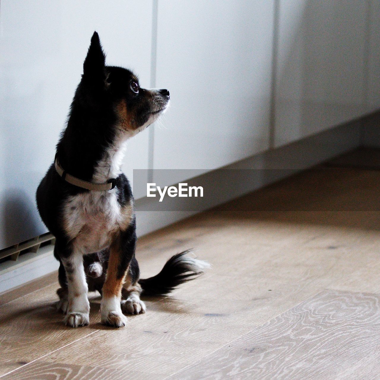 DOG LOOKING AWAY WHILE SITTING ON FLOOR