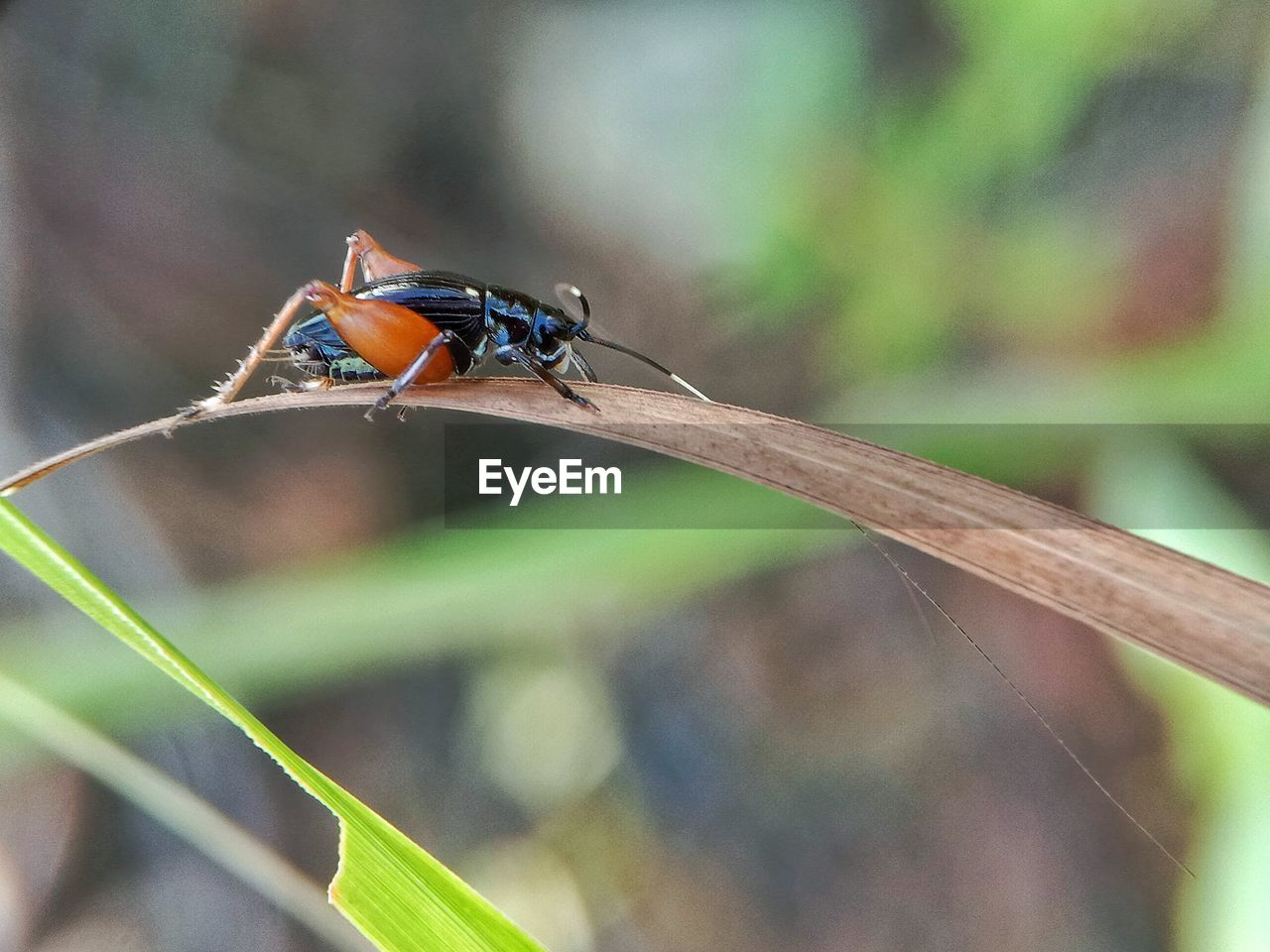 CLOSE-UP OF GRASSHOPPER