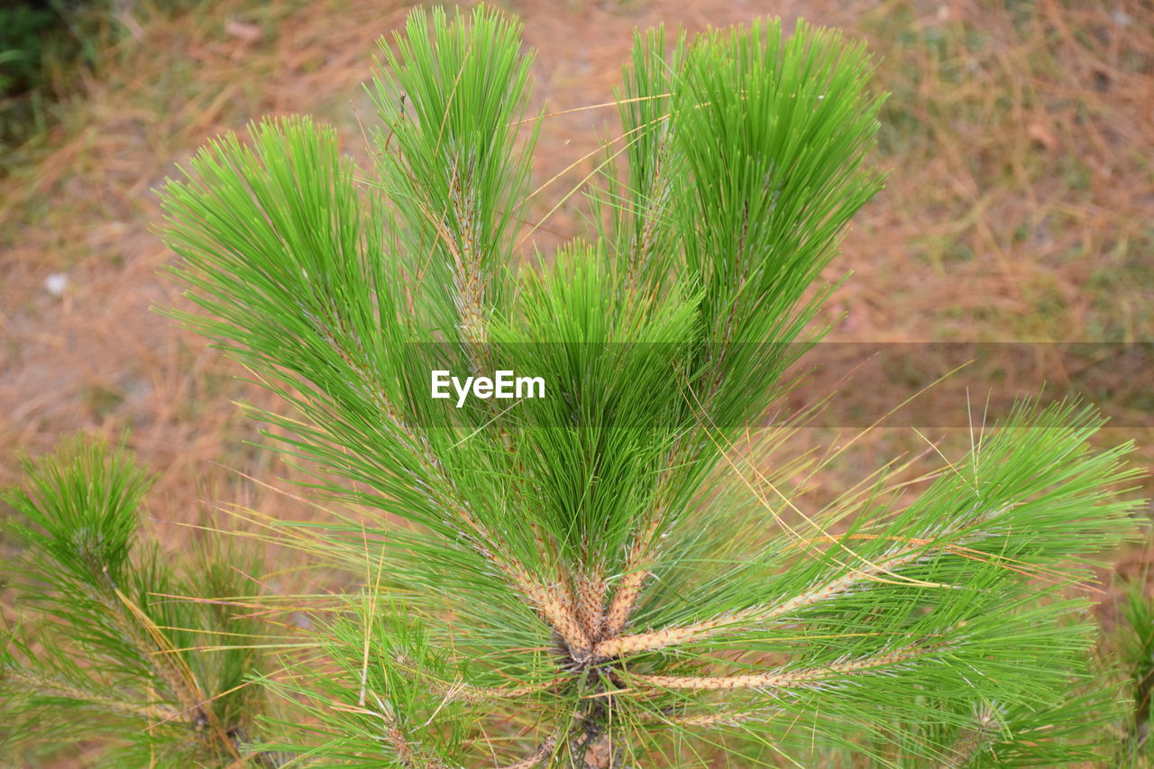 CLOSE-UP OF FRESH GREEN PLANT