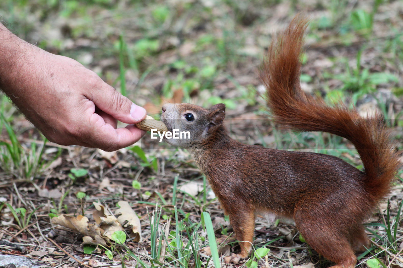 animal, animal themes, hand, animal wildlife, mammal, wildlife, one animal, squirrel, eating, rodent, holding, feeding, nature, food, one person, land, focus on foreground, plant, close-up, day, outdoors, field, brown, food and drink