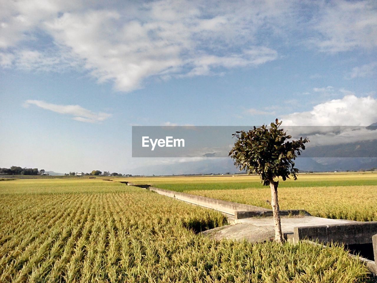 Scenic view of agricultural field against sky