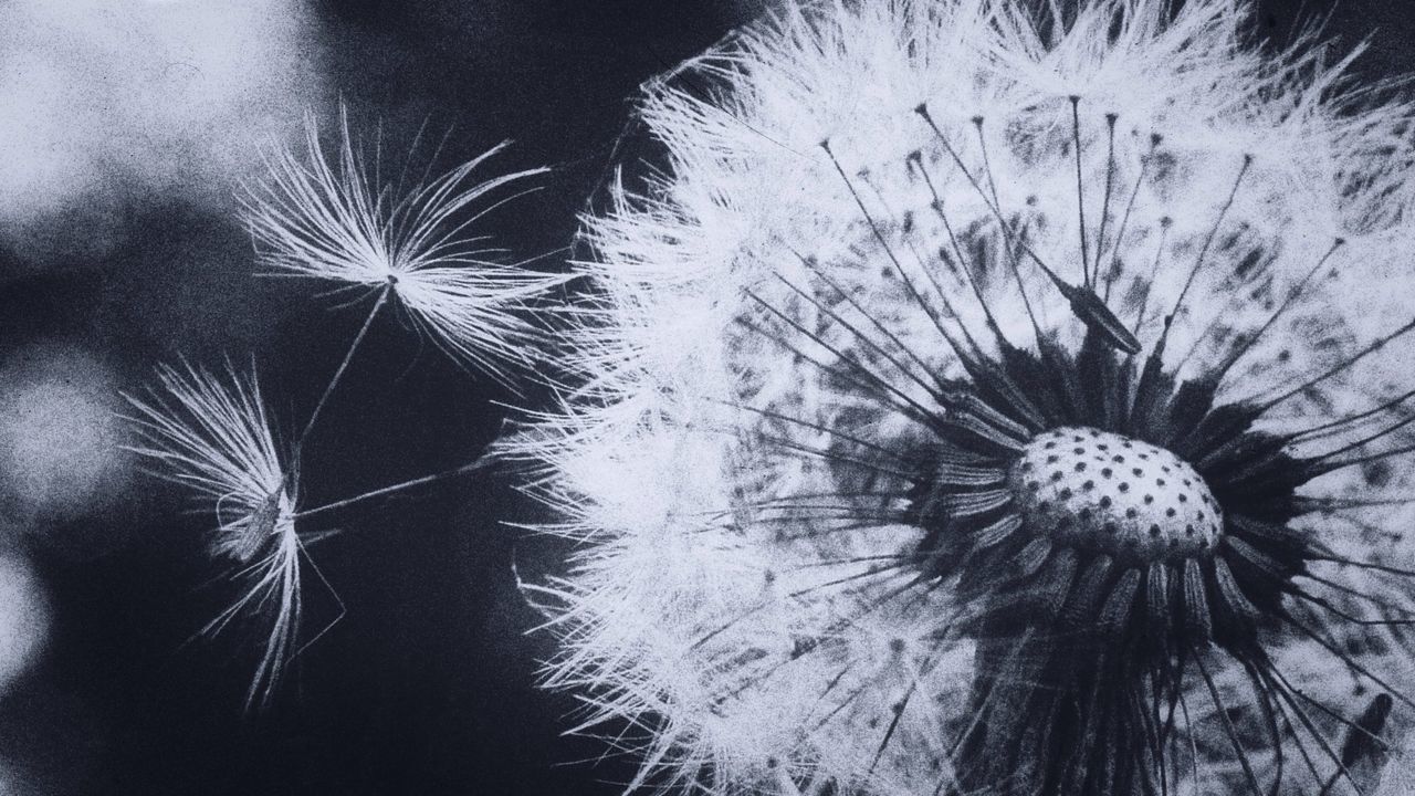 Close-up of dandelion