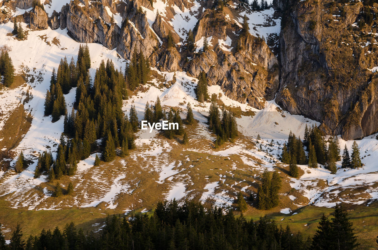 Trees on snow covered land