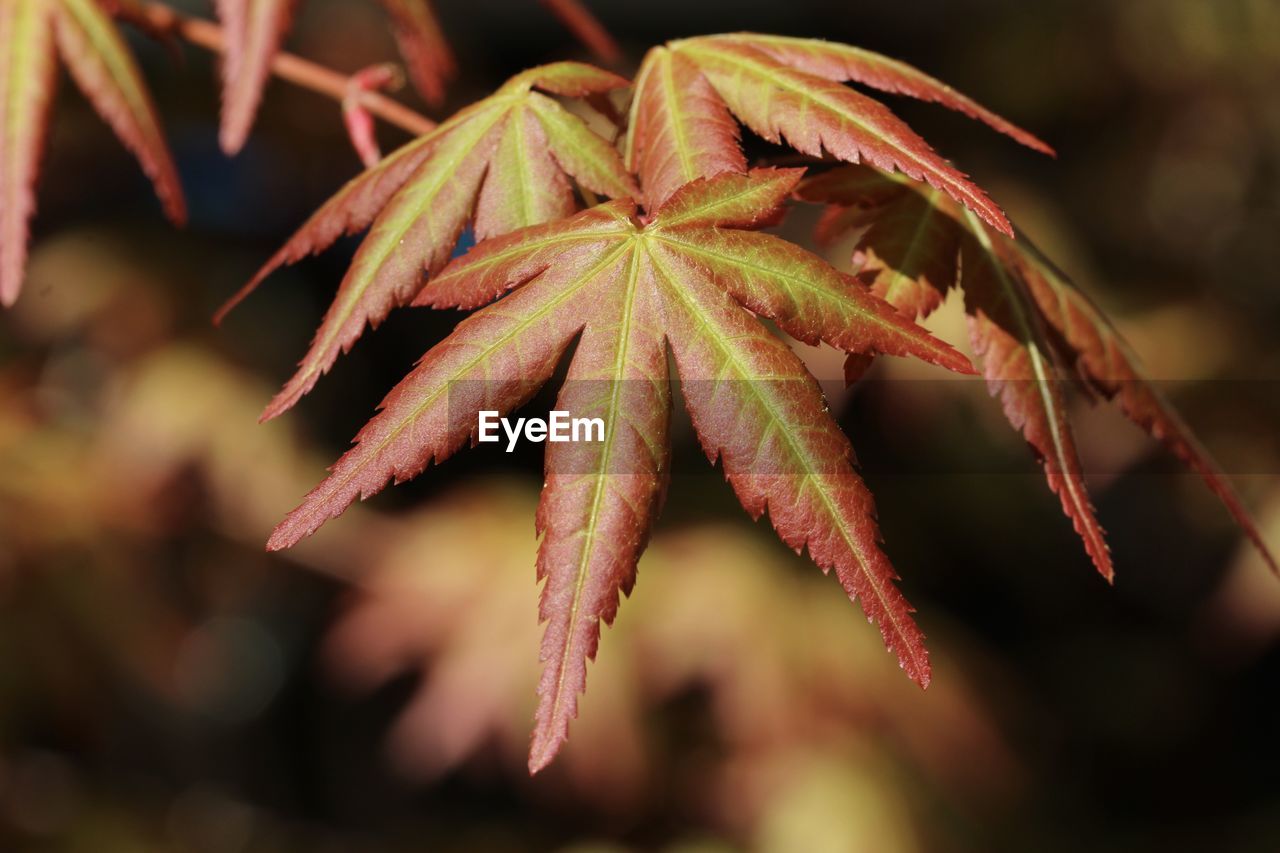 Close-up of red flowering plant