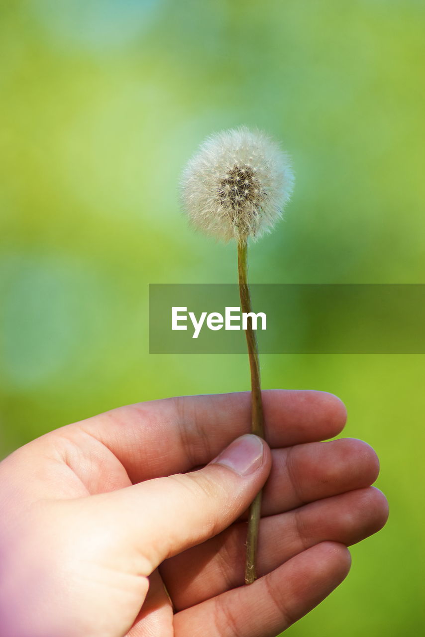 Close-up of hand holding dandelion in park