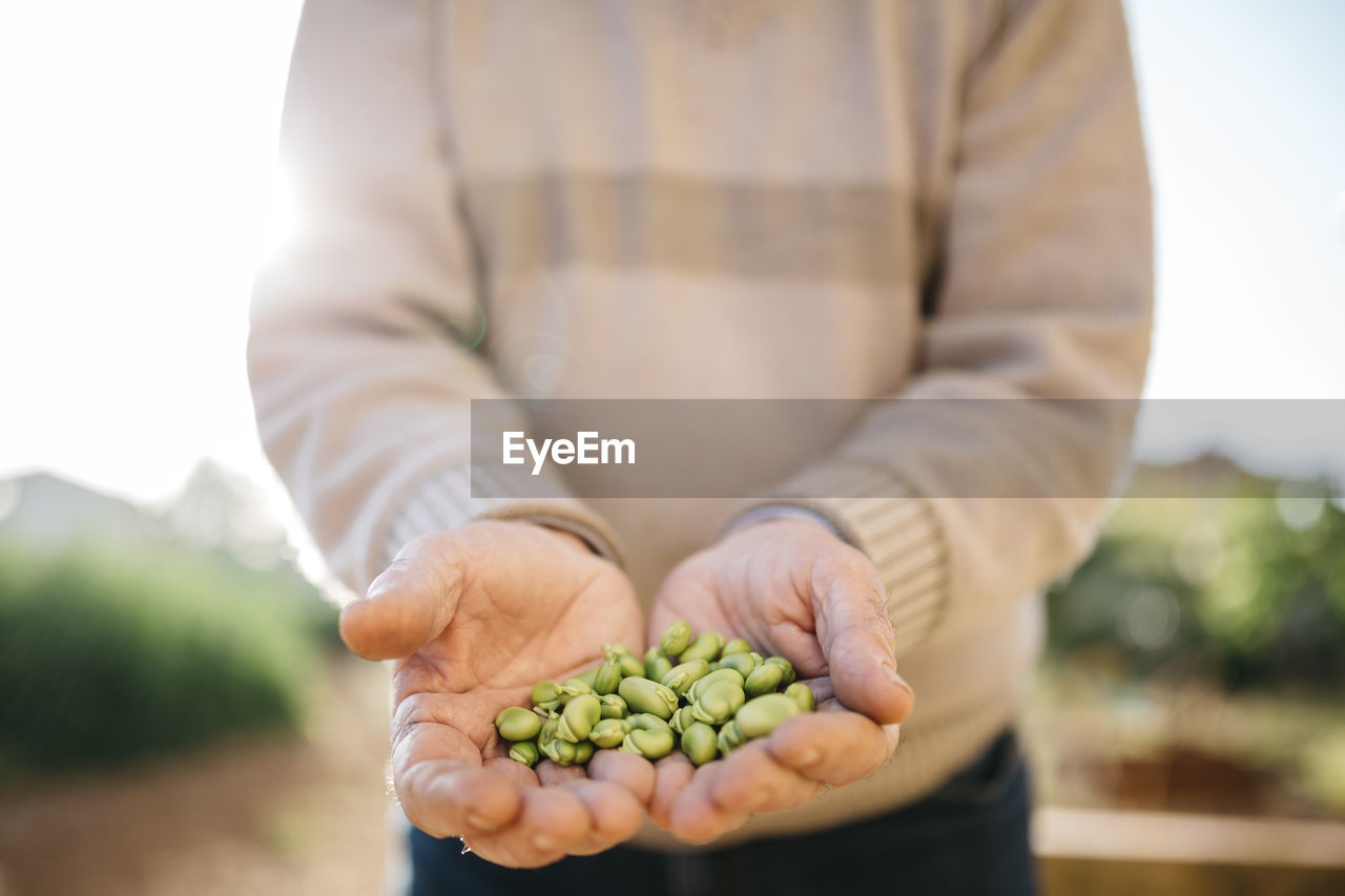 Hands of senior man holding peeled beans