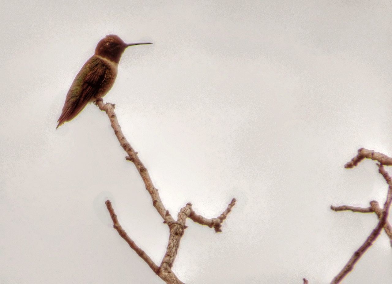 Low angle view of hummingbird perching on plant against sky