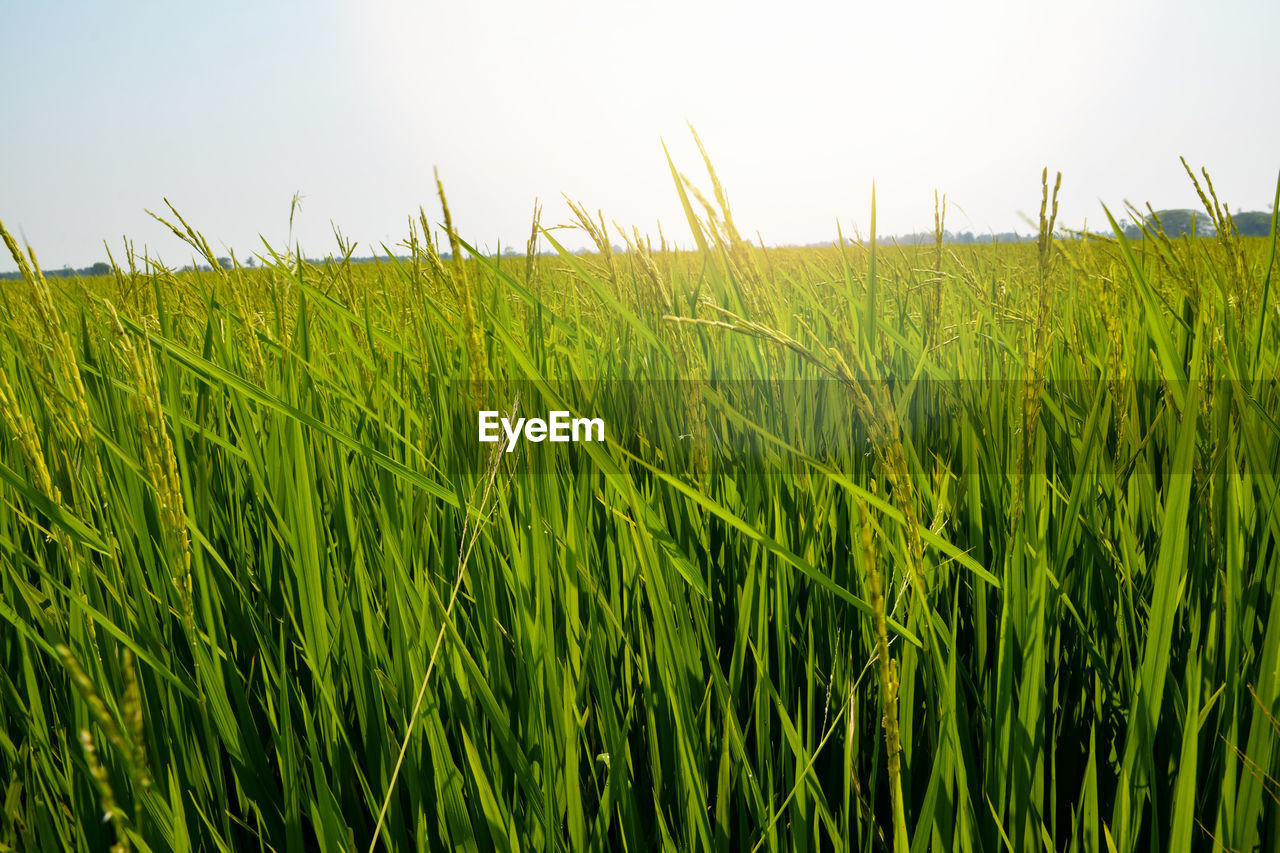 CLOSE-UP OF WHEAT FIELD AGAINST SKY