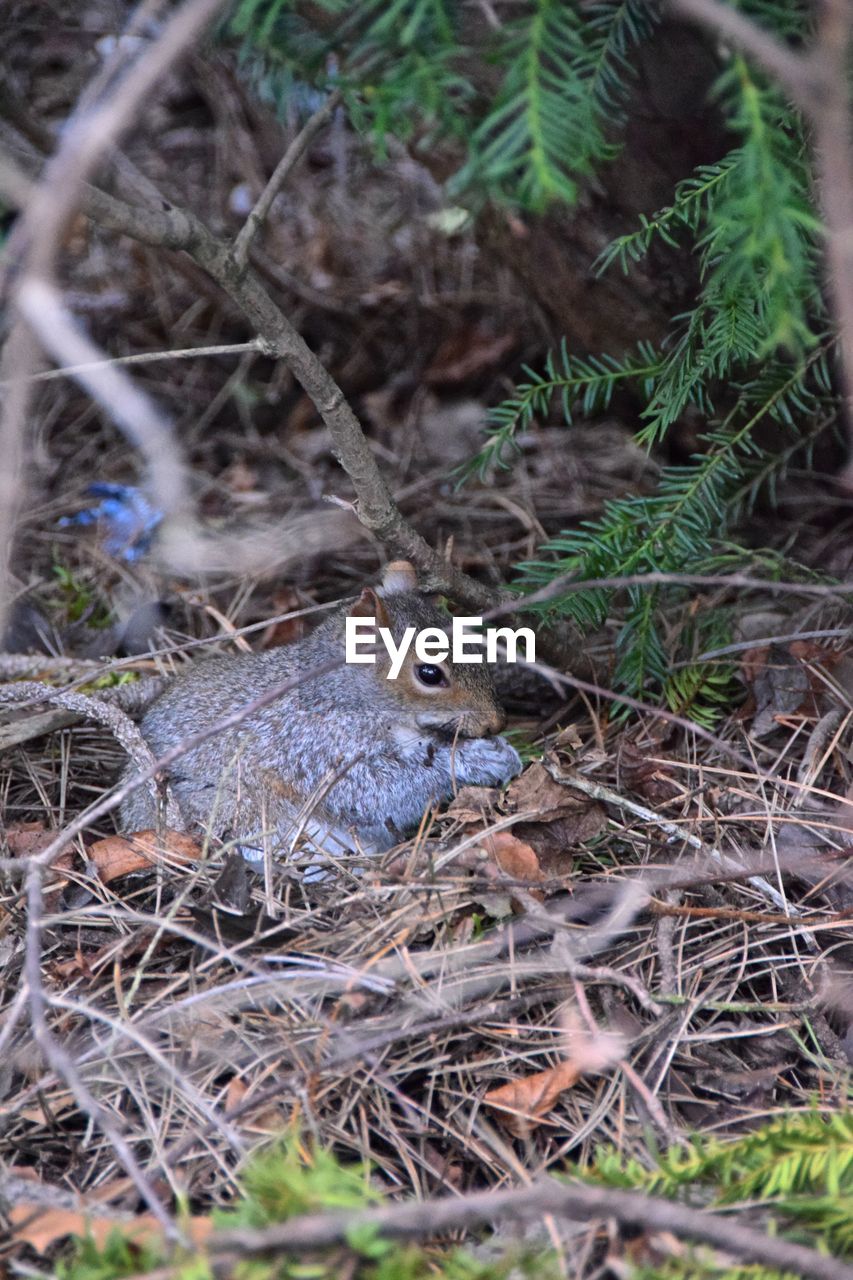 HIGH ANGLE VIEW OF DUCK IN FOREST