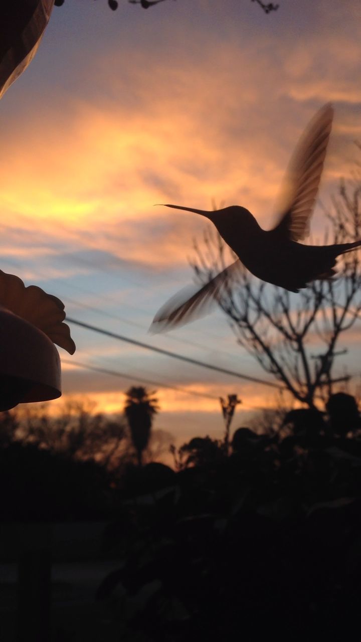 Low angle view of silhouette hummingbird against cloudy sky during sunset